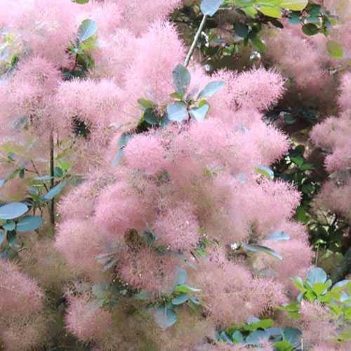 スモークツリーの種類ピンクパール(Pink pearl)の画像